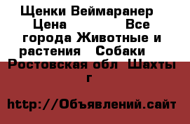 Щенки Веймаранер › Цена ­ 40 000 - Все города Животные и растения » Собаки   . Ростовская обл.,Шахты г.